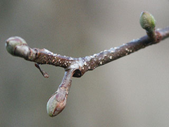 Zweig mit Knospen der ital. Erle