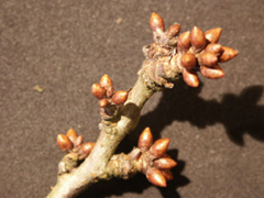 Gehäufte Knospen bei der Kirsche