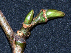 Knospen der orientalischen Platane