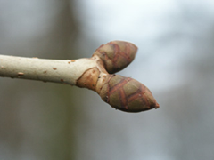 Die Knospen der rotblühenden Kastanie