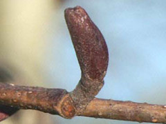 Die Knospen der Schwarzerle