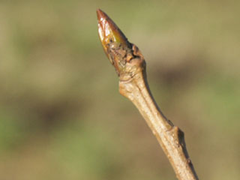 Die Knospen der Schwarzpappel