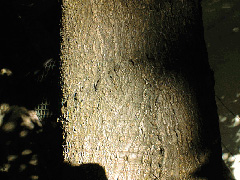 Rinde der rotblühenden Kastanie