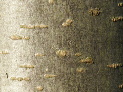 Rinde der Schwarzerle