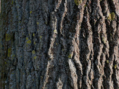 Rinde der Schwarzpappel