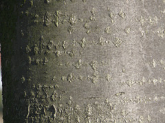 Rinde der schwedischen Mehlbeere