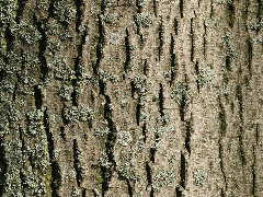 Rinde der Silberlinde