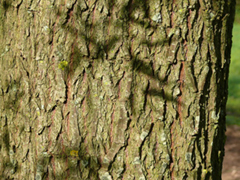 Rinde der Silberweide