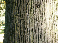 Rinde der Sommerlinde