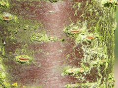 Rinde der spähtblühenden Traubenkirsche